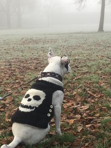 White spotty dog with knitted coat with skull on back
