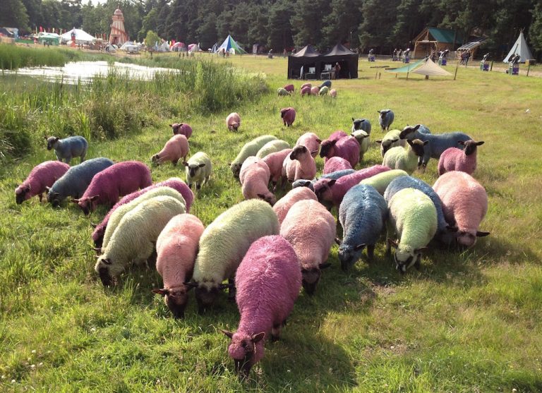 Sheep at Latitude dyed differenct colours