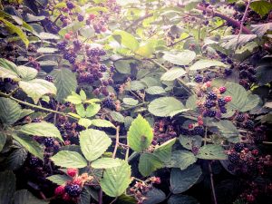 Ripe blackberries on a bush in the hedgerow