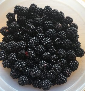 Blackberries in a tupperware container