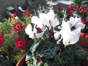 White cyclamen and pink daisies