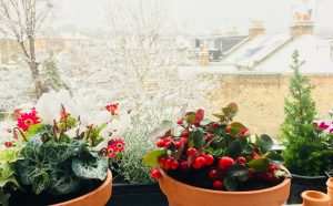 Snow in the garden from the windowsill