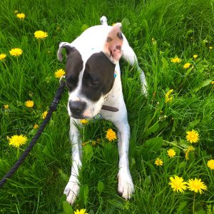 Lily among the dandelions