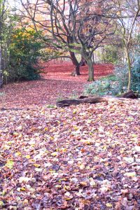 Fallen leaves on woodland floor in autumn