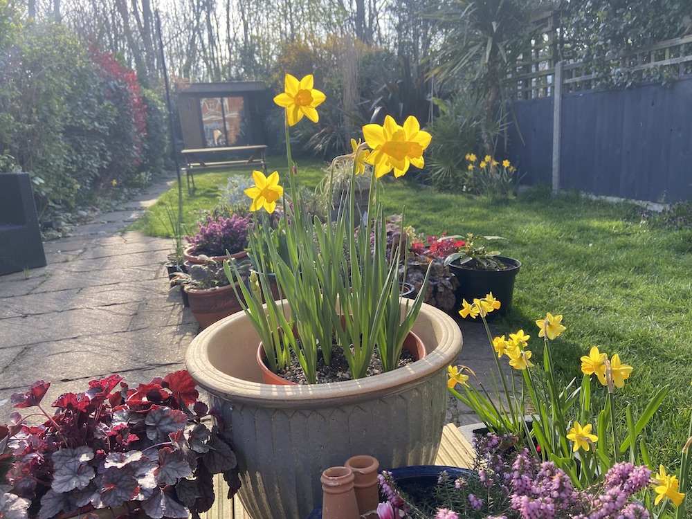 Daffodils in planters in the garden