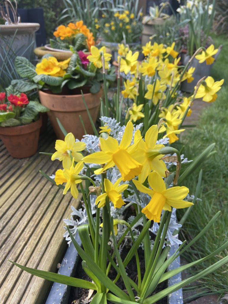 Long-trumpeted yellow daffs