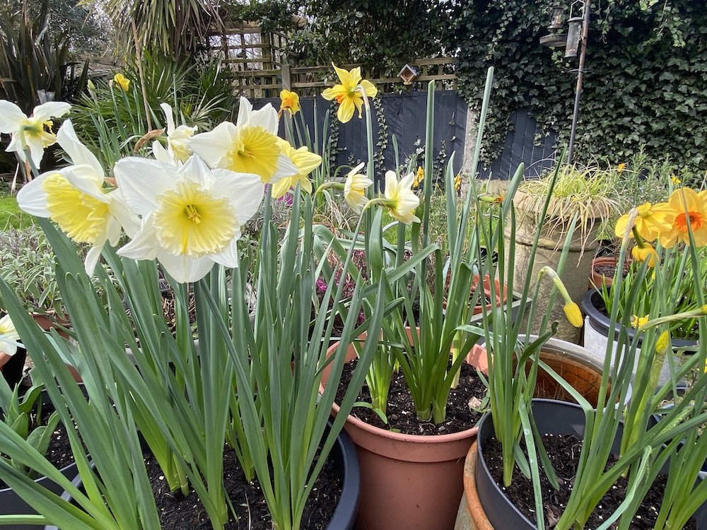 white and lemon daffodils